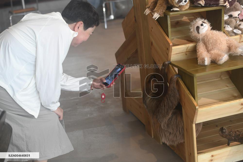 A Sloth Cafe in Hangzhou