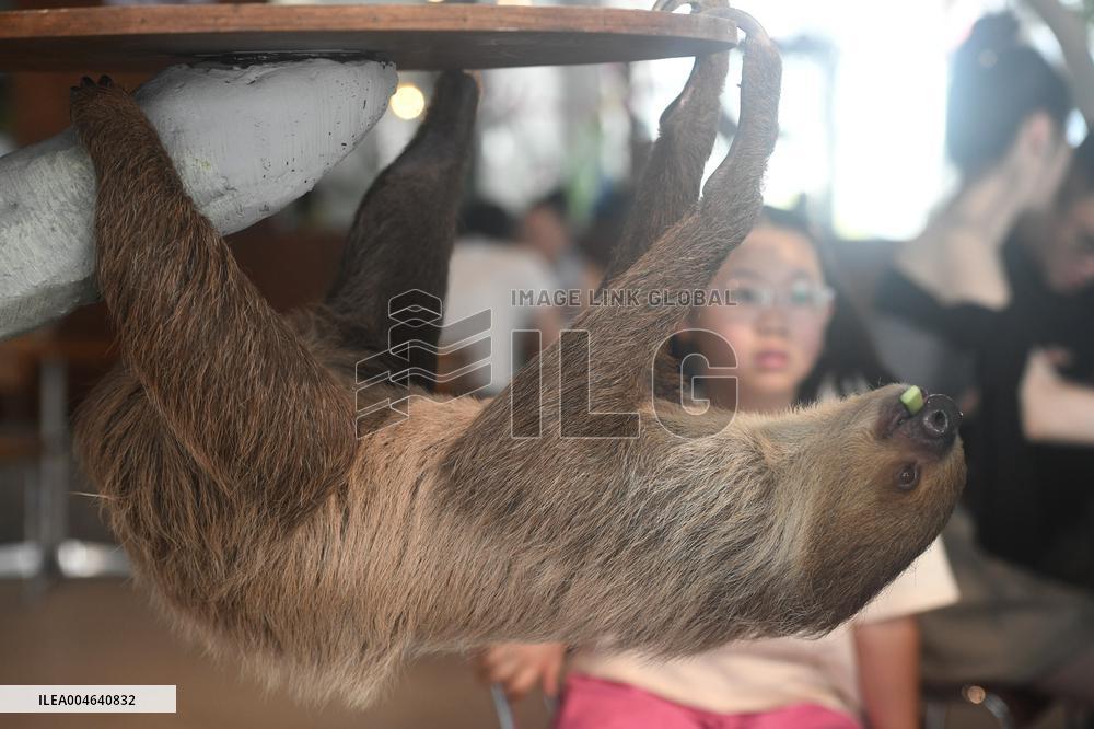 A Sloth Cafe in Hangzhou