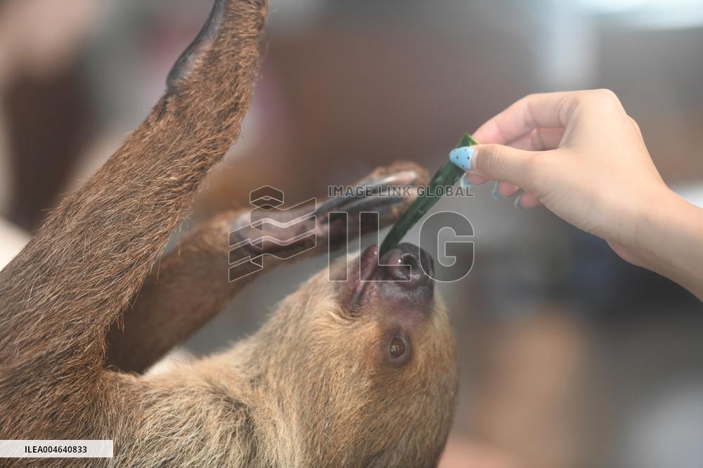A Sloth Cafe in Hangzhou