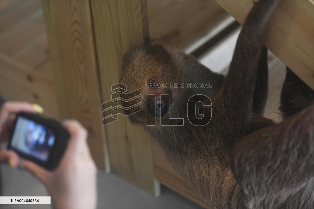 A Sloth Cafe in Hangzhou