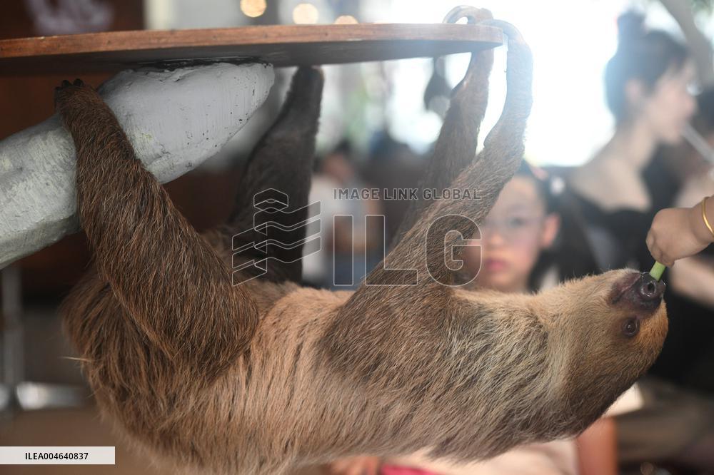 A Sloth Cafe in Hangzhou