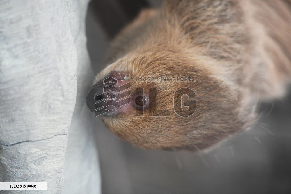 A Sloth Cafe in Hangzhou