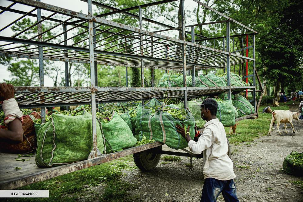 Tea Garden Workers - India