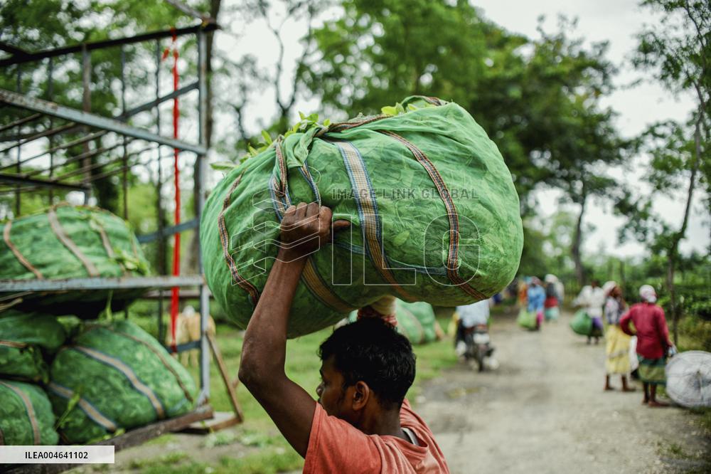 Tea Garden Workers - India