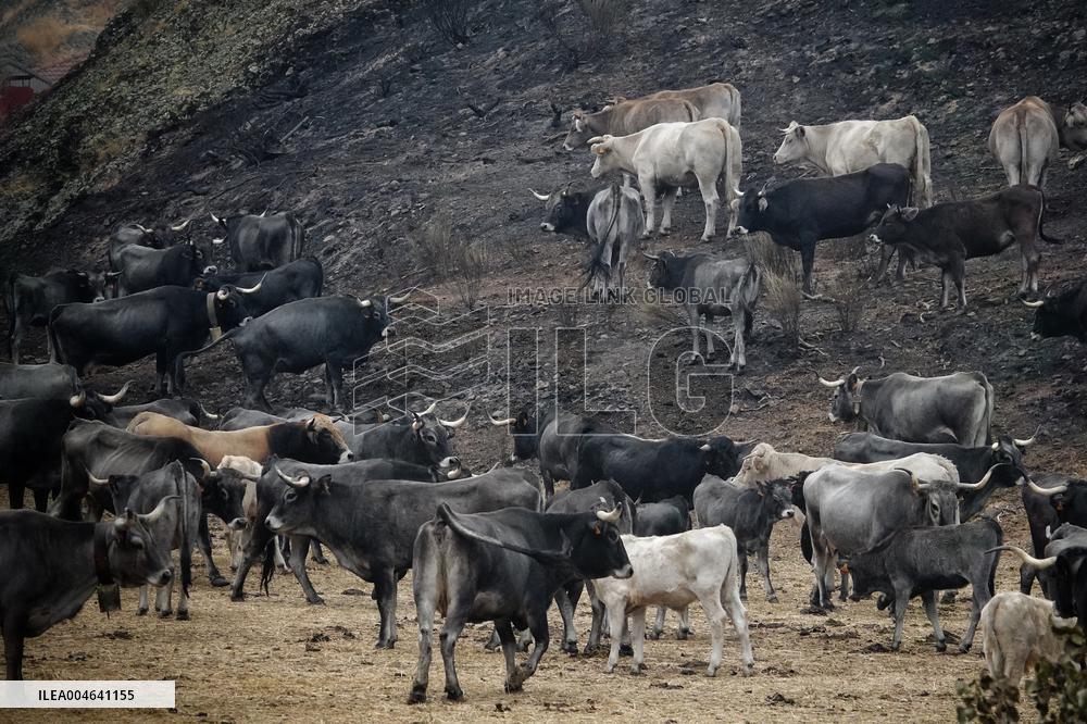 Spain Gripped by Violent Wildfires