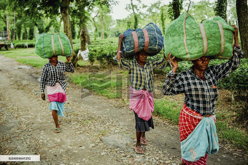 Tea Garden Workers - India