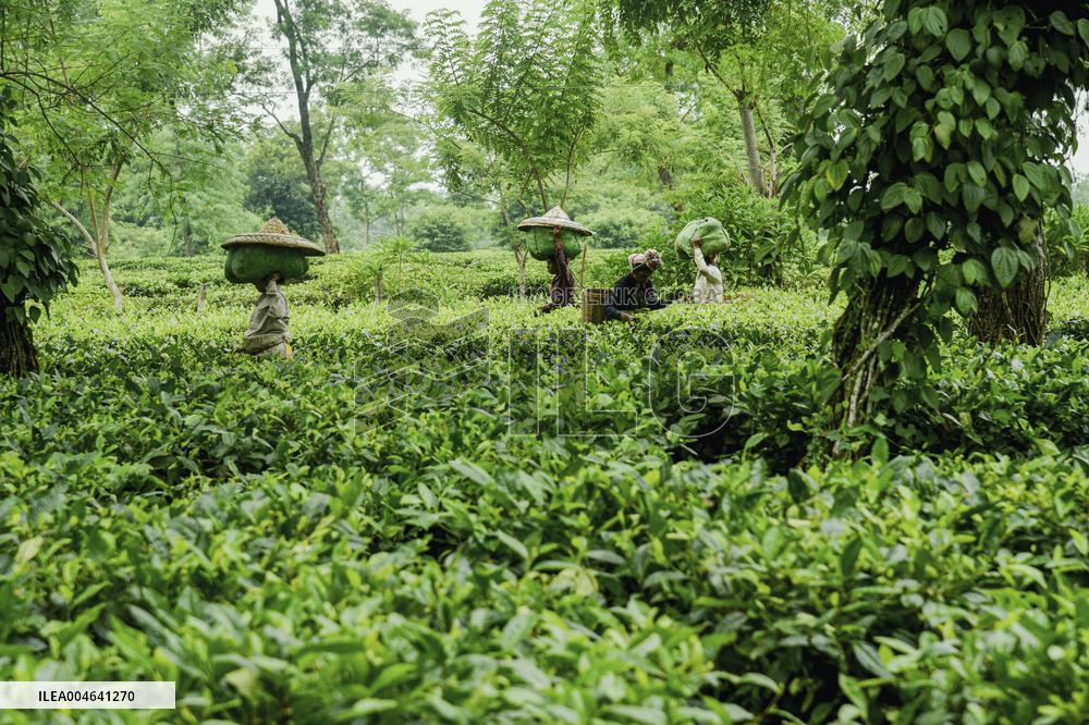 Tea Garden Workers - India
