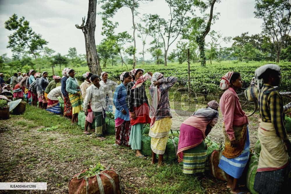 Tea Garden Workers - India