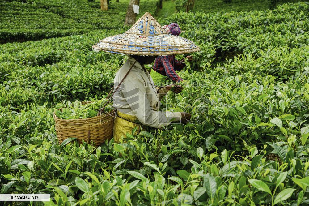 Tea Garden Workers - India