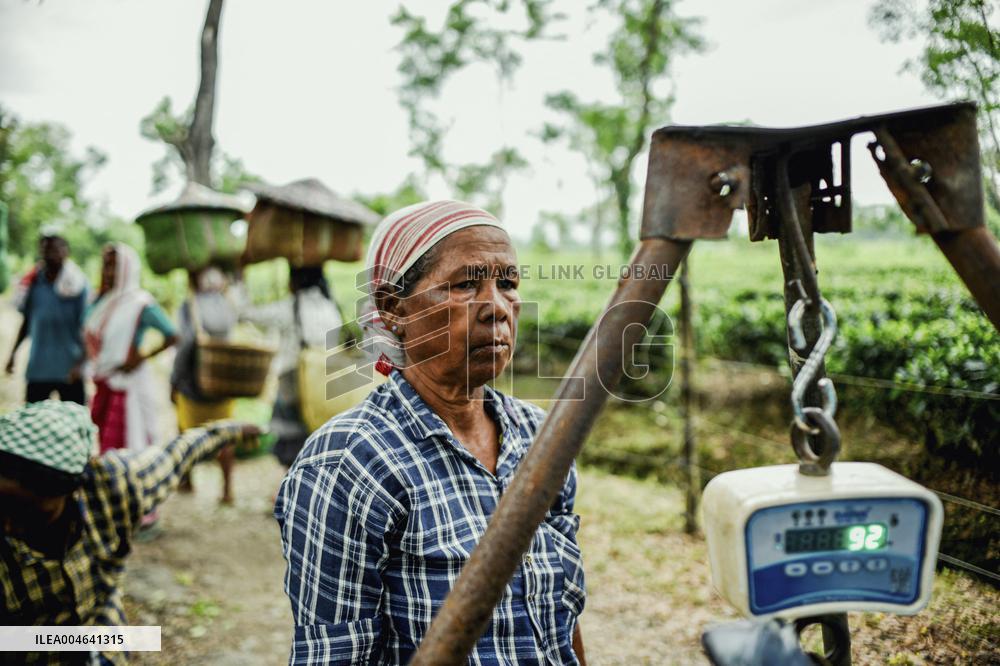 Tea Garden Workers - India