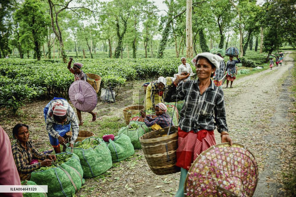 Tea Garden Workers - India