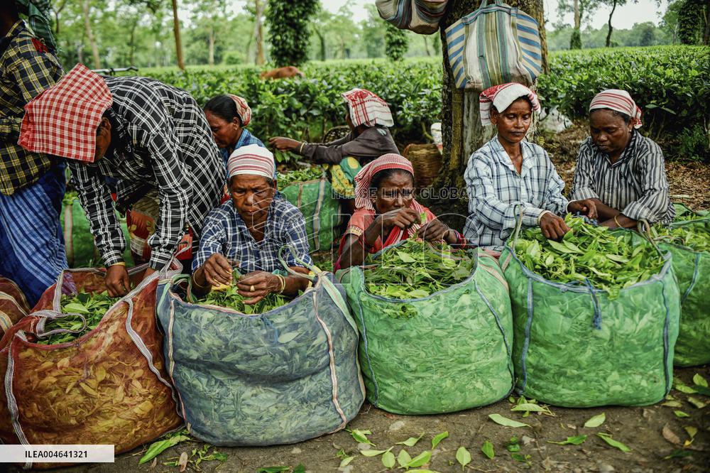 Tea Garden Workers - India