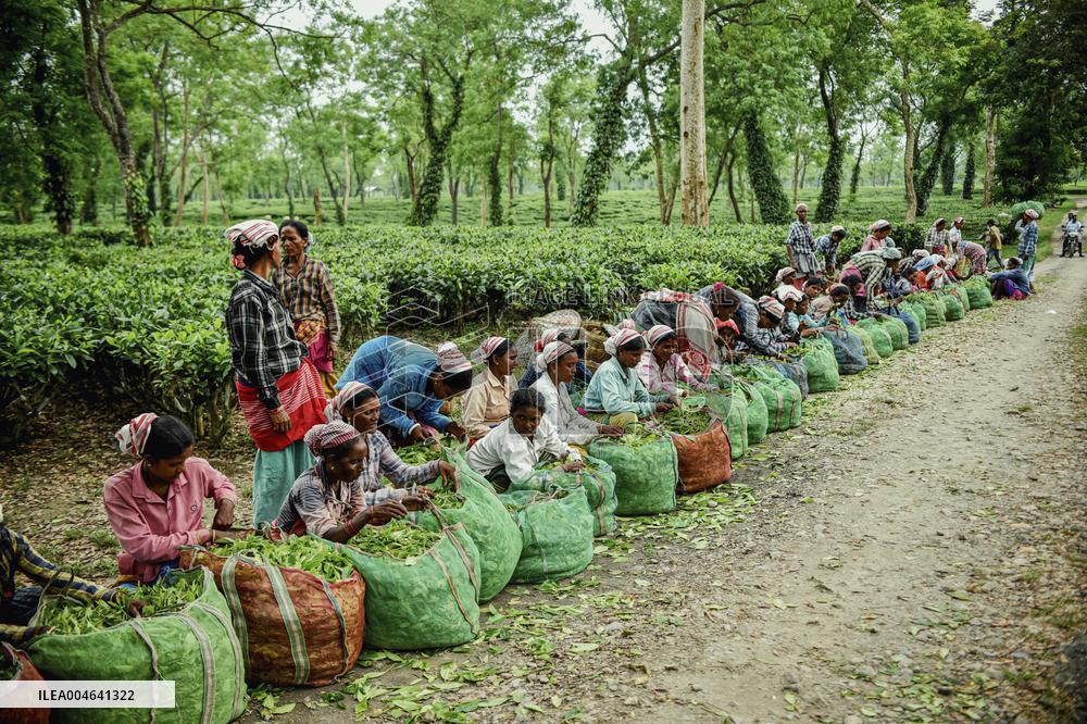 Tea Garden Workers - India