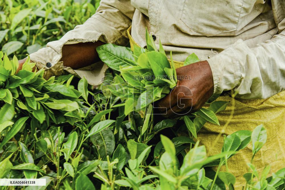 Tea Garden Workers - India