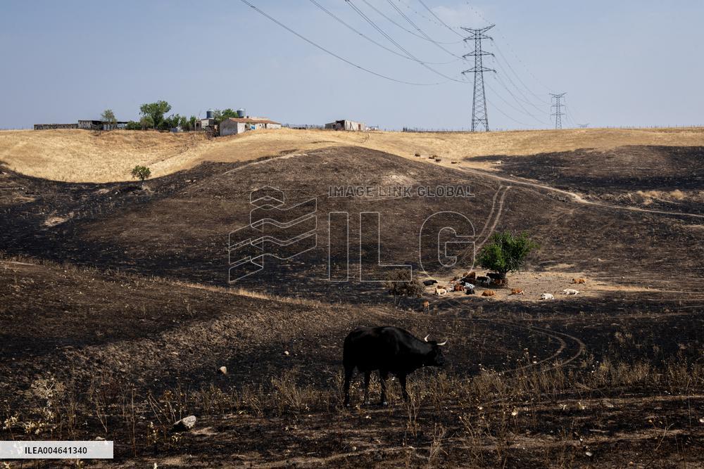 Spain Gripped by Violent Wildfires
