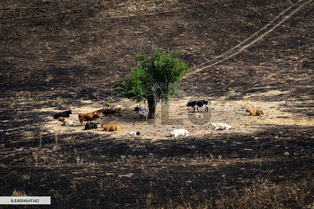 Spain Gripped by Violent Wildfires
