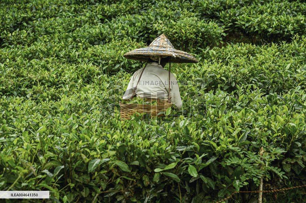 Tea Garden Workers - India