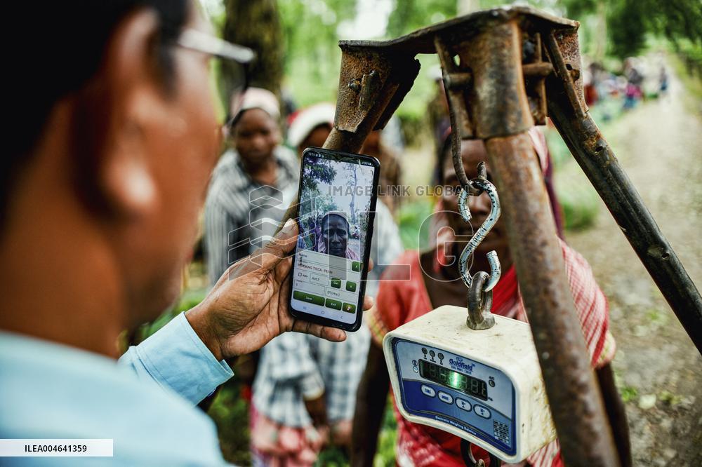 Tea Garden Workers - India