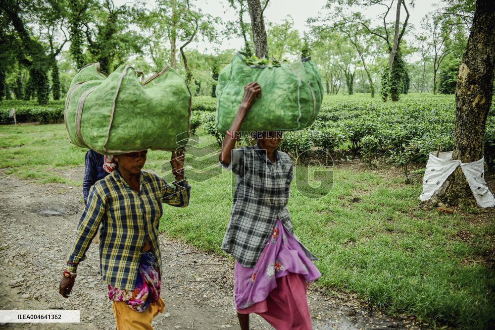 Tea Garden Workers - India