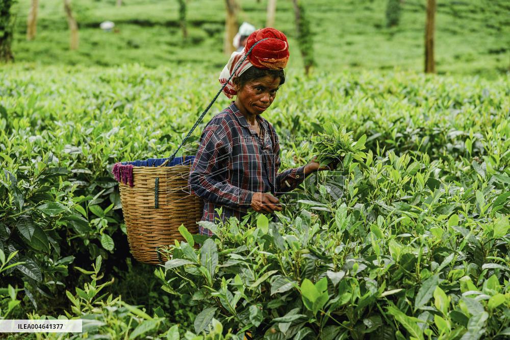Tea Garden Workers - India