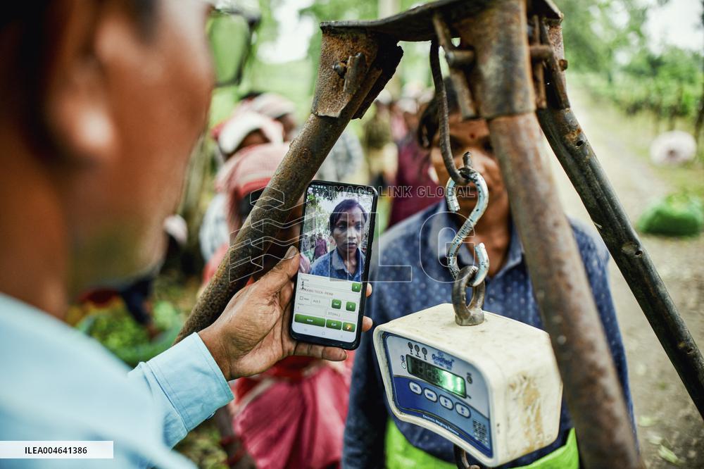 Tea Garden Workers - India