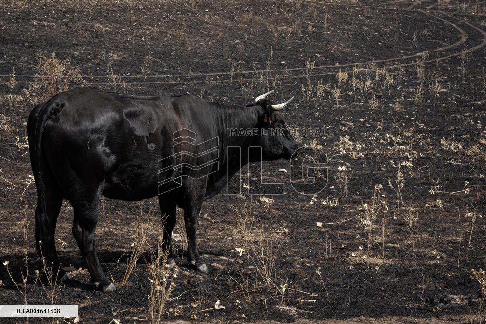 Spain Gripped by Violent Wildfires