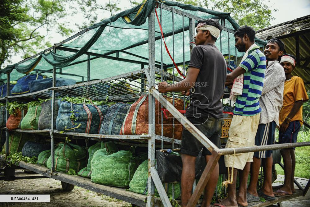 Tea Garden Workers - India