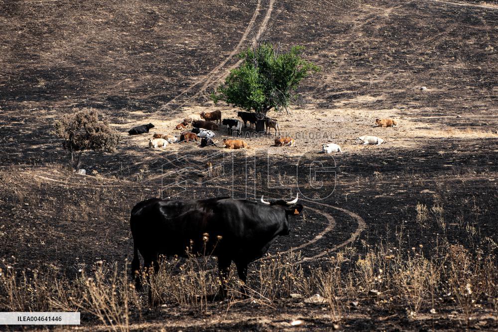 Spain Gripped by Violent Wildfires