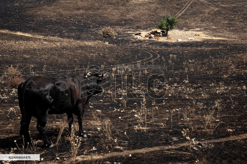 Spain Gripped by Violent Wildfires