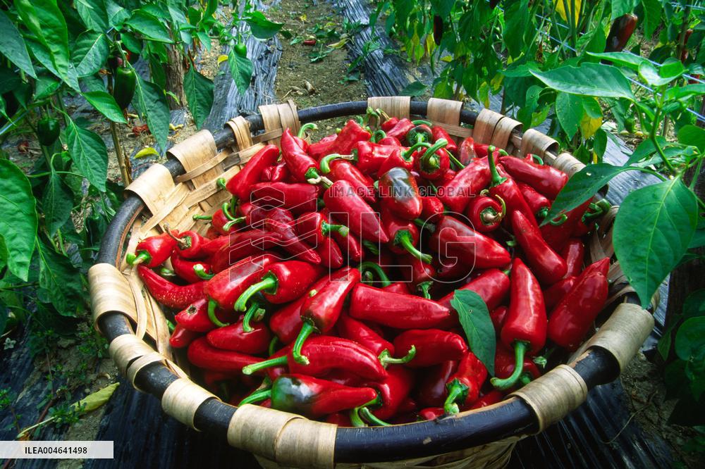 Illustration - Pays-Basque