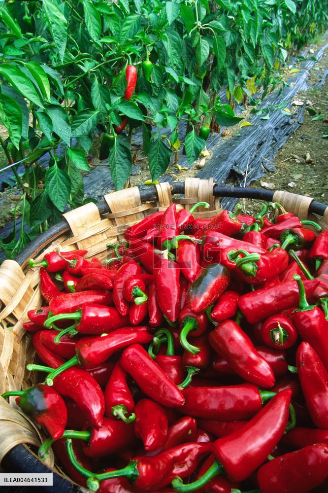 Illustration - Pays-Basque