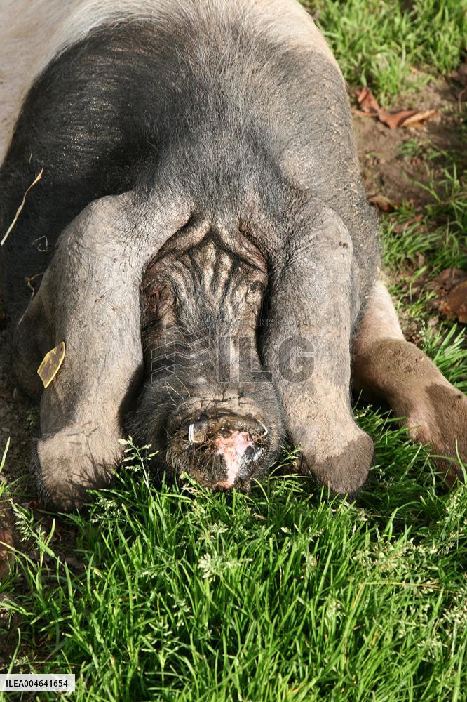 Illustration - Pays-Basque