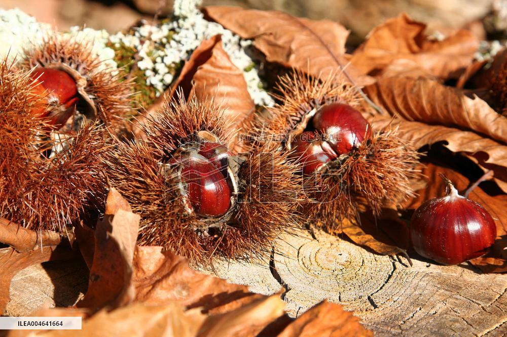 Illustration - Pays-Basque