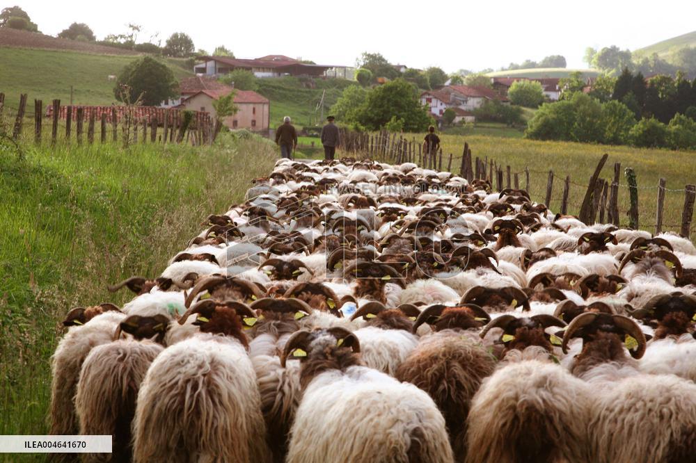 Illustration - Pays-Basque