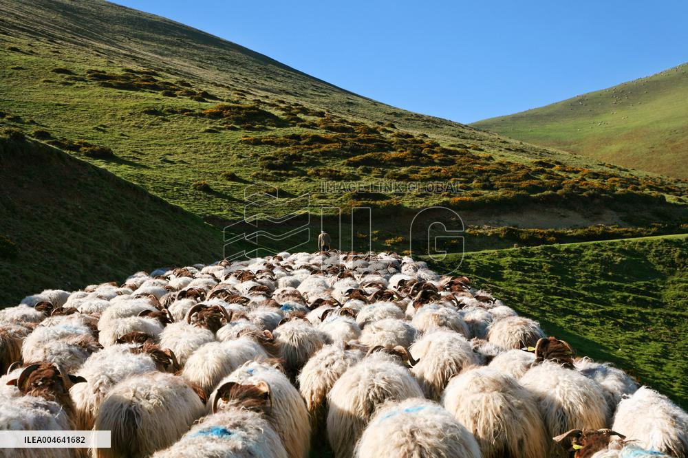 Illustration - Pays-Basque