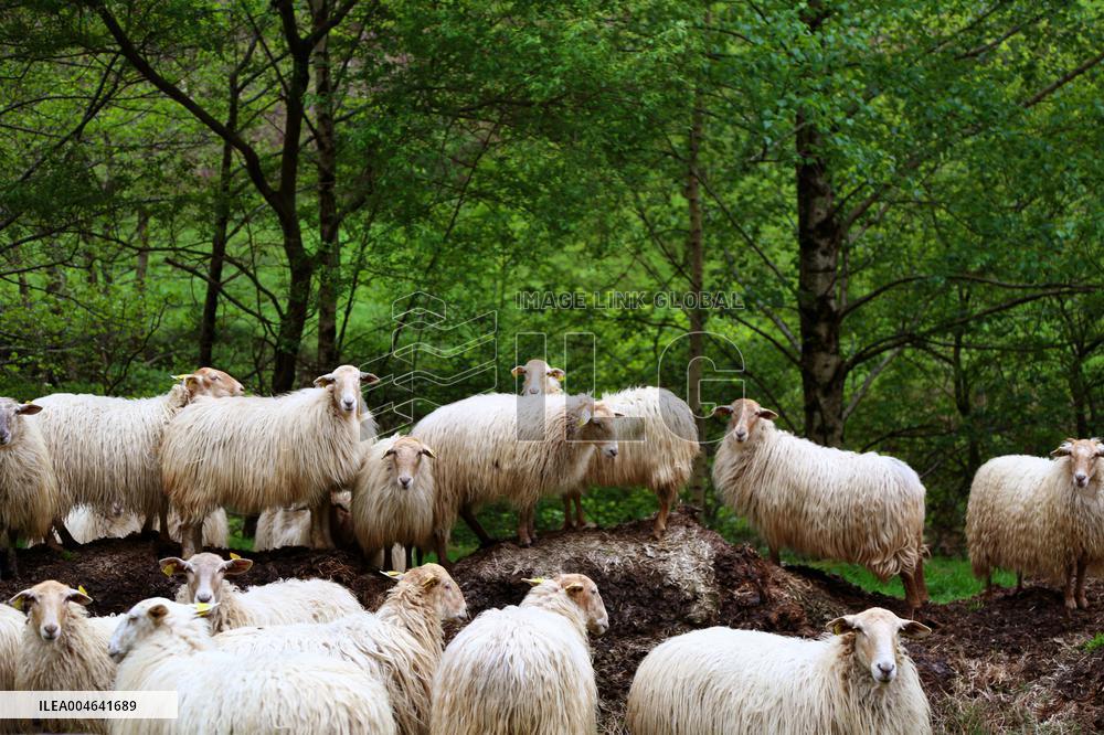 Illustration - Pays-Basque