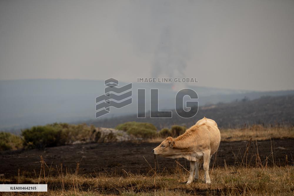 A-52 and N-525 Reopened as Sanabria Evacuations Continue - Spain