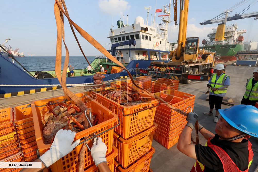 Russian Imported Golden King Crabs Arrived at Yantai Port