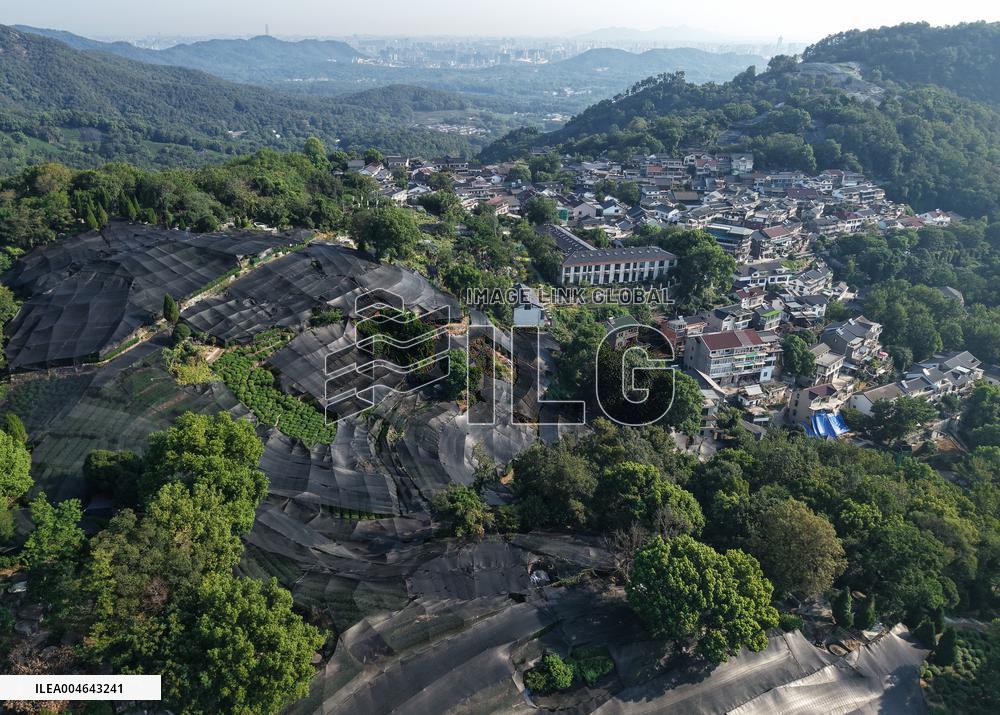 Tea Plantation Safety Under High Temperature