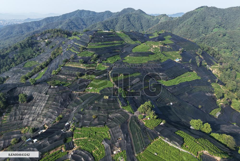 Tea Plantation Safety Under High Temperature