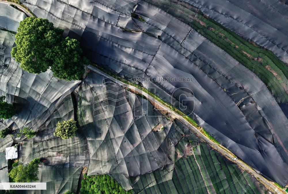 Tea Plantation Safety Under High Temperature