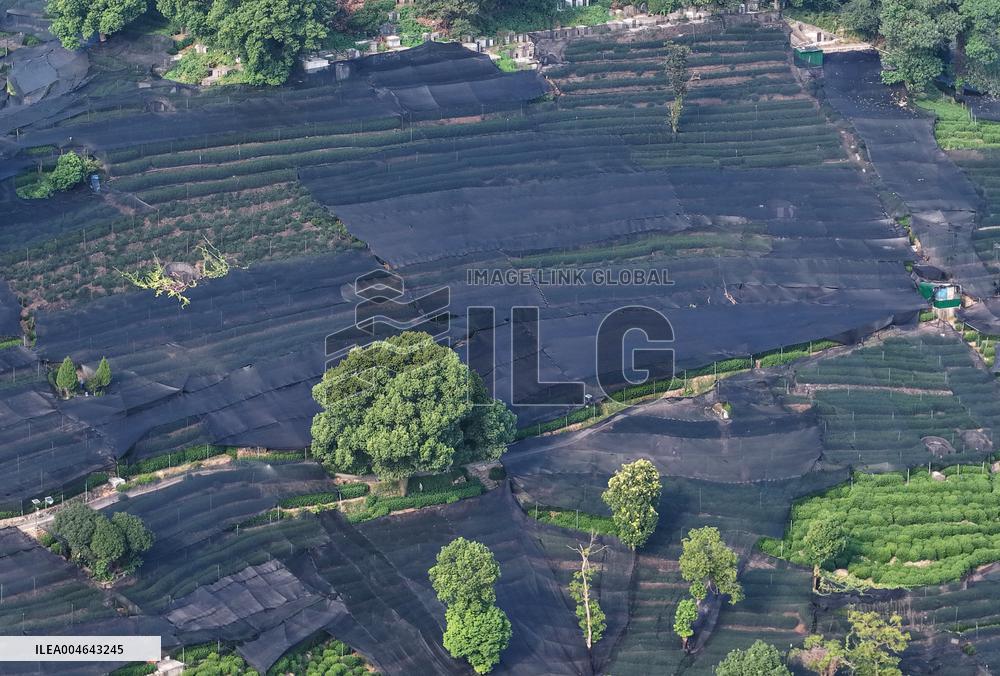 Tea Plantation Safety Under High Temperature
