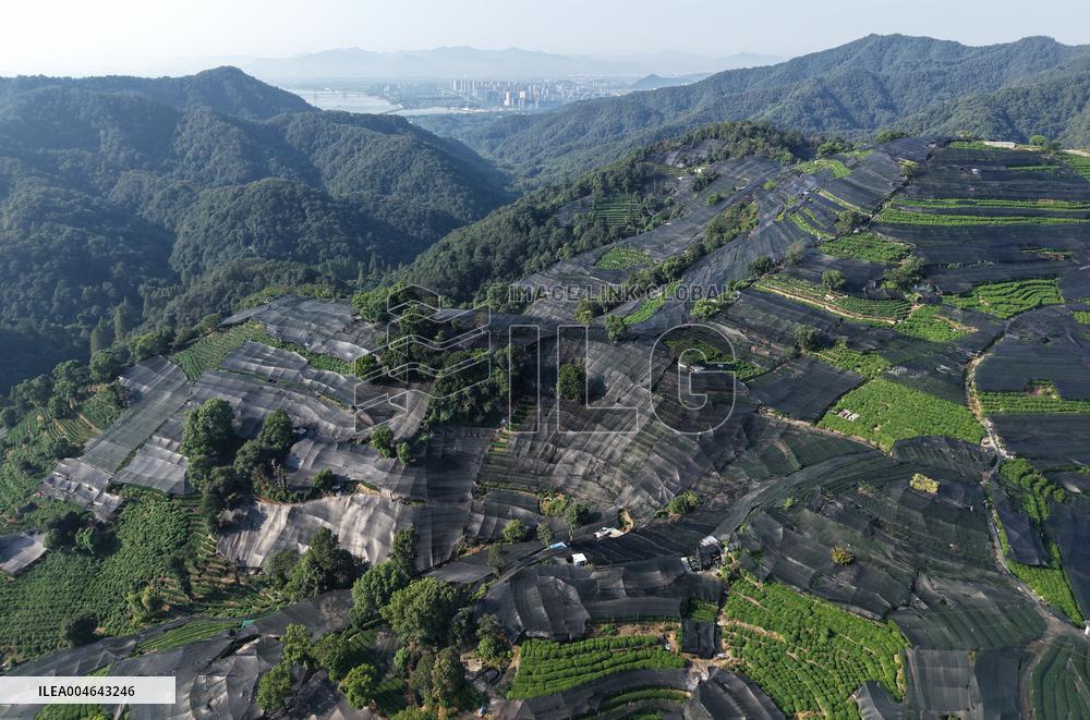 Tea Plantation Safety Under High Temperature