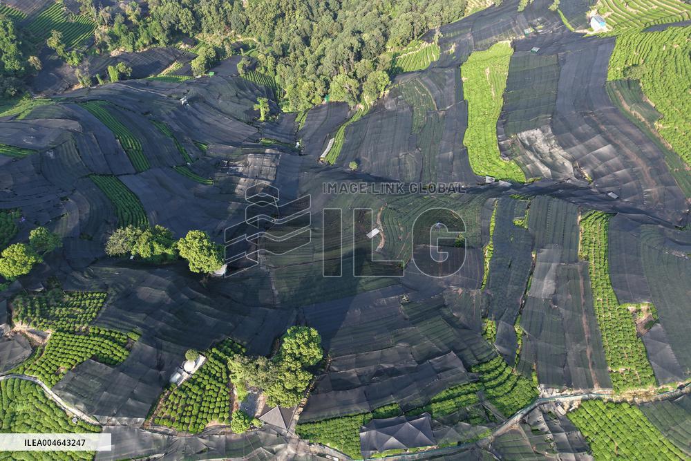 Tea Plantation Safety Under High Temperature