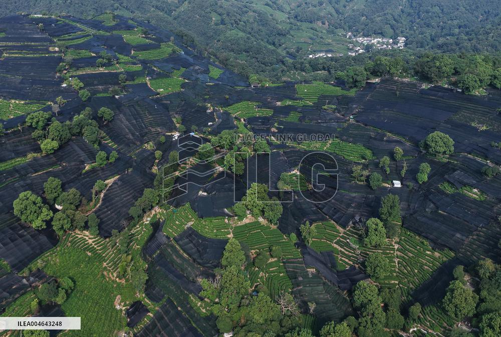 Tea Plantation Safety Under High Temperature
