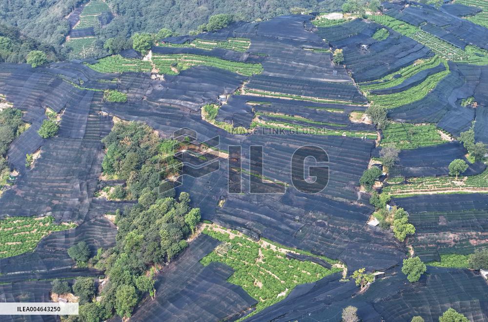 Tea Plantation Safety Under High Temperature