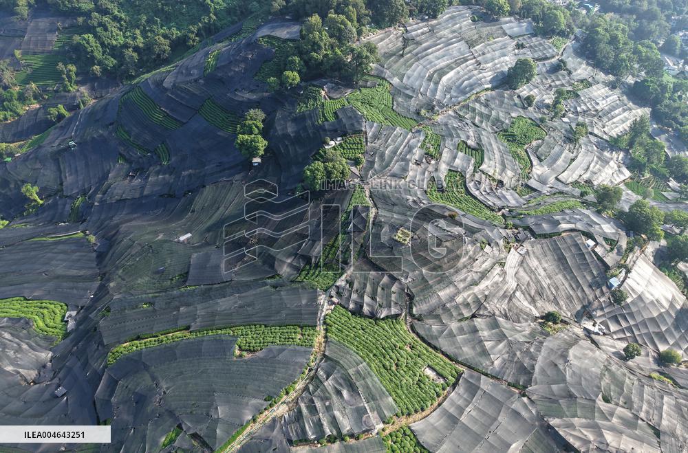 Tea Plantation Safety Under High Temperature