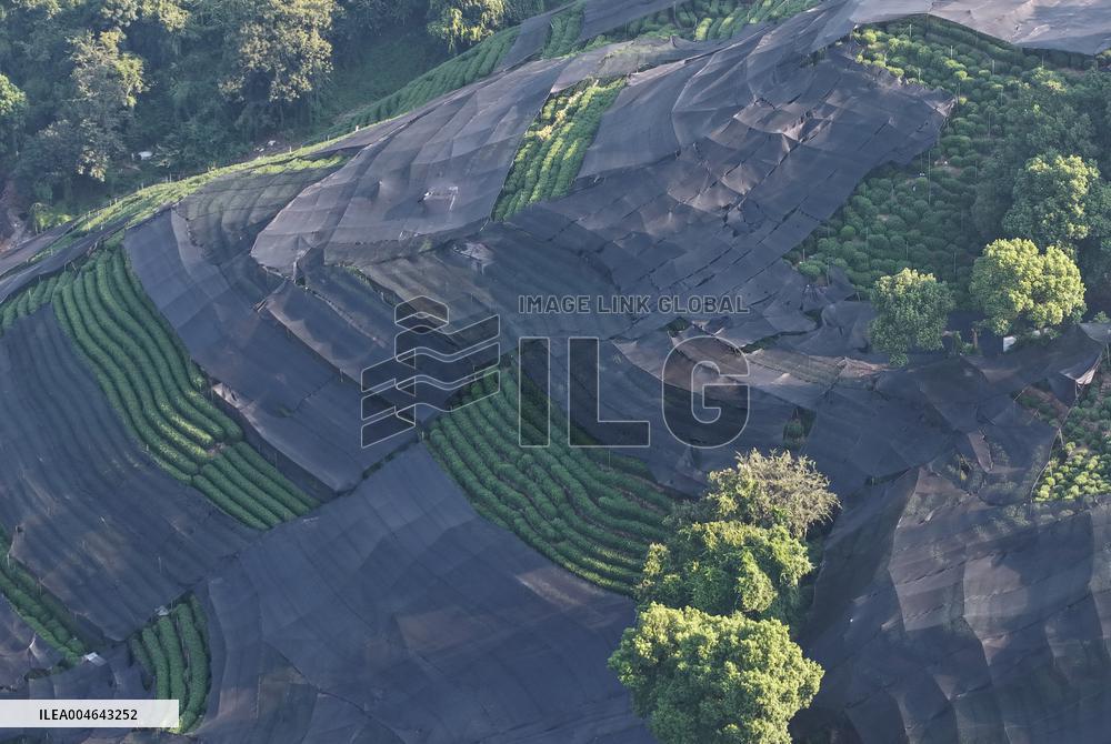 Tea Plantation Safety Under High Temperature