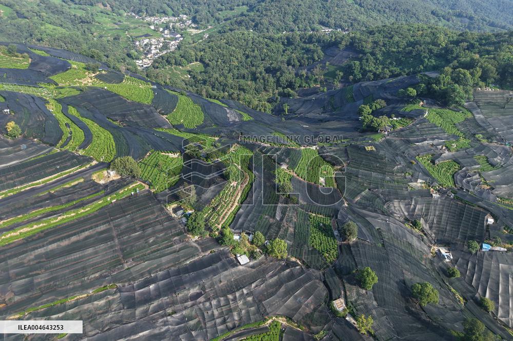 Tea Plantation Safety Under High Temperature