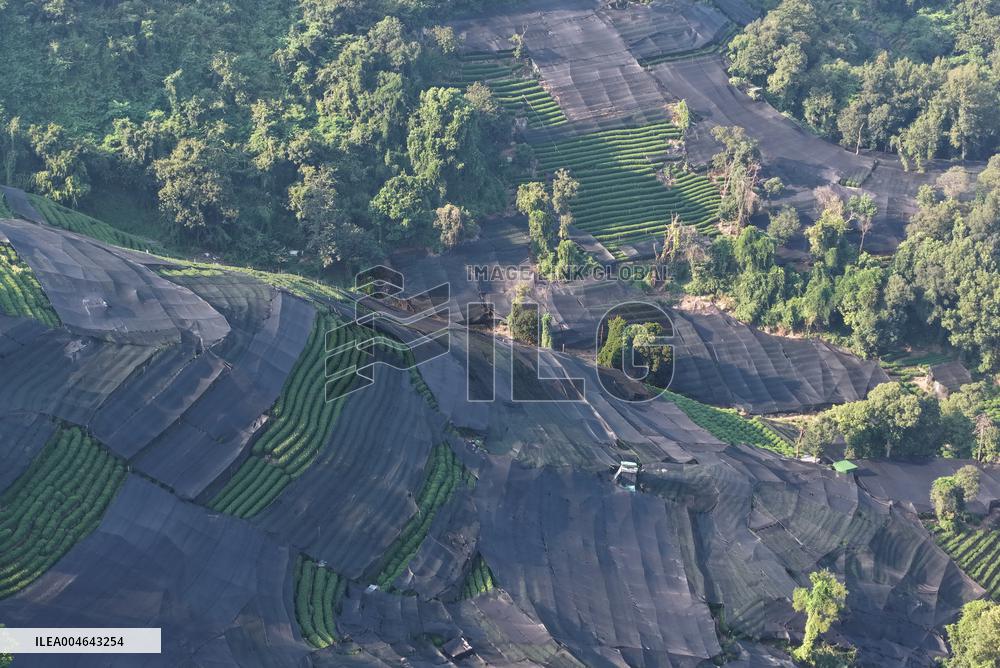 Tea Plantation Safety Under High Temperature